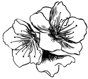 illustration fleurs
